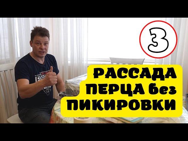 перец без пикировки посадка в больших ящиках из магазина