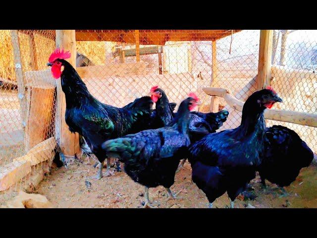 Gigant qora shaxzoda tuxumlari sotiladi | black chickens