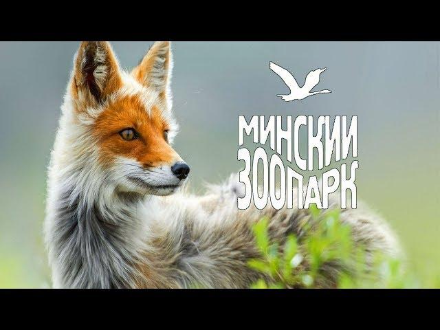 МИНСК. КУДА СХОДИТЬ С РЕБЕНКОМ. ЗООПАРК