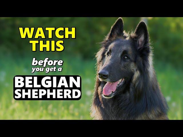 Watch This Before Getting a Belgian Shepherd | 5 Questions to Consider