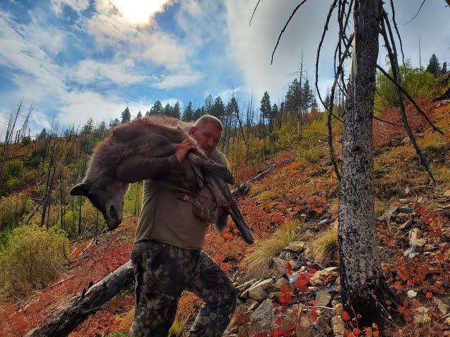 Wolf Hunting- 2019 Idaho- HOWLING A PACK OF 13 WOLVES INTO 30 YARDS