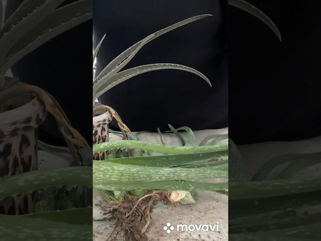 Натуральное удобрение для растений из Алоэ Вера.#удобрение