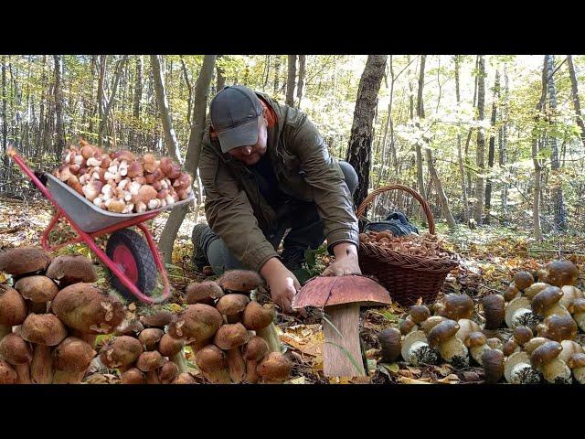 Black Giant Boletus Will Not Fit In Cart! Black mushrooms 2024