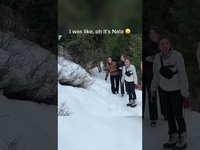 “Nala stomps” spotted on a random trail :@BrodieThatDood #goldenretriever  #dog