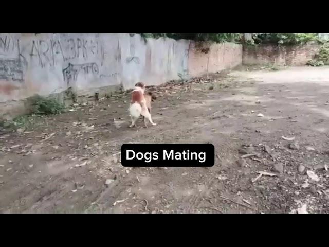 crazy dog mating