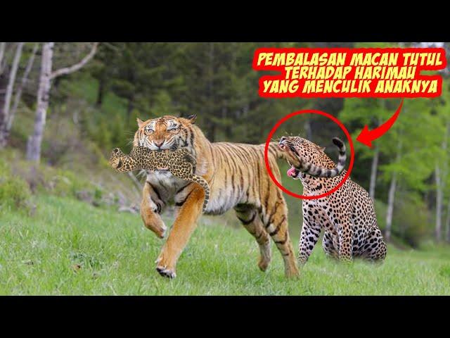 Dramatic! The courage of a mother leopard to face a tiger who stole her cub