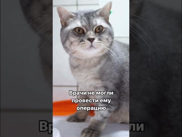 Симба добрый котик