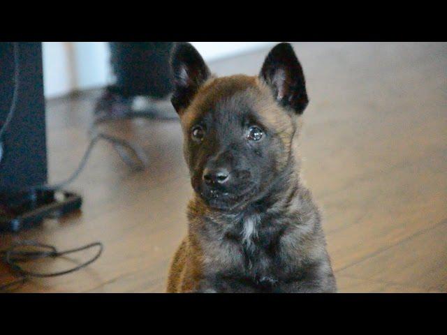 Belgian Malinois—Mishka—6 Weeks Old