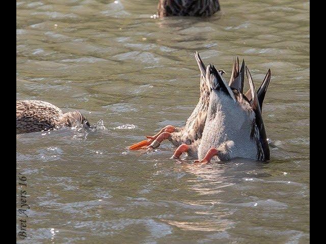 North Country Mallards II