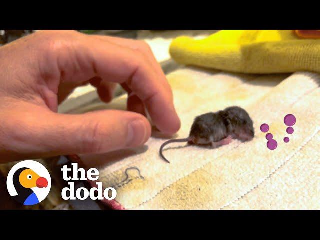 Guy Becomes Momma After Saving a Baby Mouse | The Dodo Little But Fierce