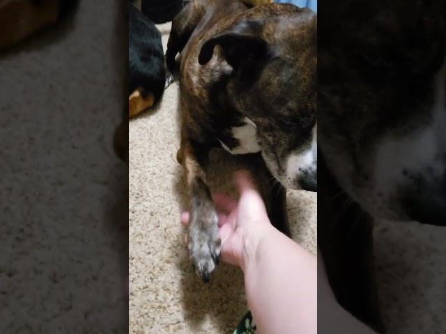 Roxie the Good Girl Giving a Shake while laying Down #shorts #rox #subscribe #dogs #goodgirl