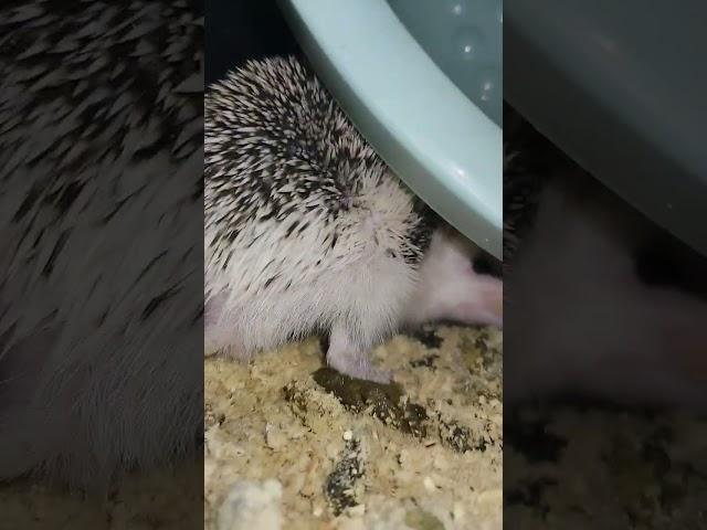 Как какает ёжик.Hedgehog poops. #ezhikafro