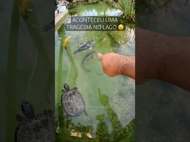 Aconteceu uma tragédia em nosso lago e vamos tentar desvendar esse mistério