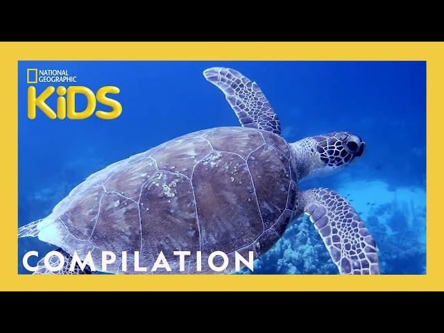 Scuba Diving with Sam!  | What Sam Sees | 90 Minutes | Nat Geo Kids Compilation | @natgeokids