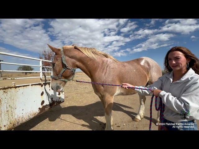 5 new rescued Belgian Draft horses from McLean, TX arrive at the farm and we have more surprises!