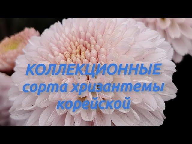 КОЛЛЕКЦИОННЫЕ  сорта - хризантема корейская !