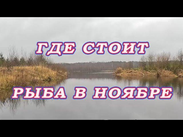 Запрет на реке! Где стоит рыба в ноябре! Судак на джиг!