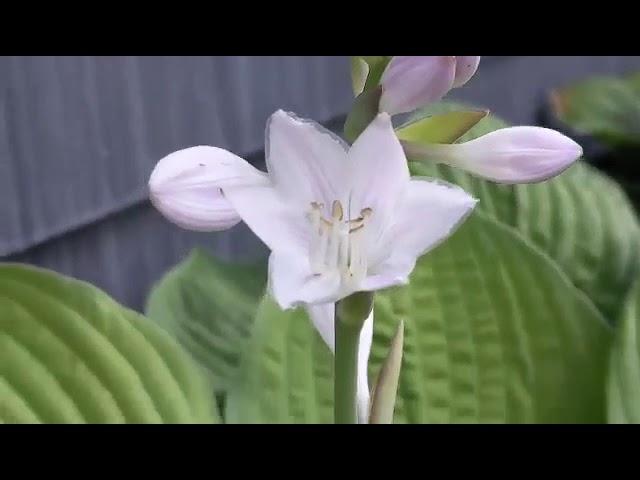 Hosta sieboldiana