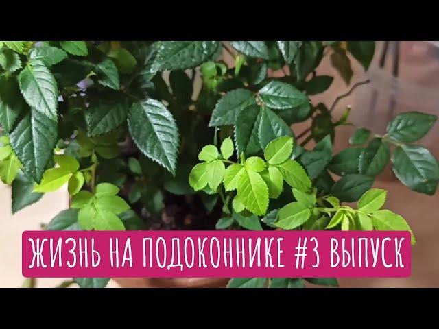 Жизнь на подоконнике #3 выпуск