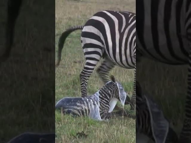 Zebra Giving Birth Baby, nature's wildlife scene 