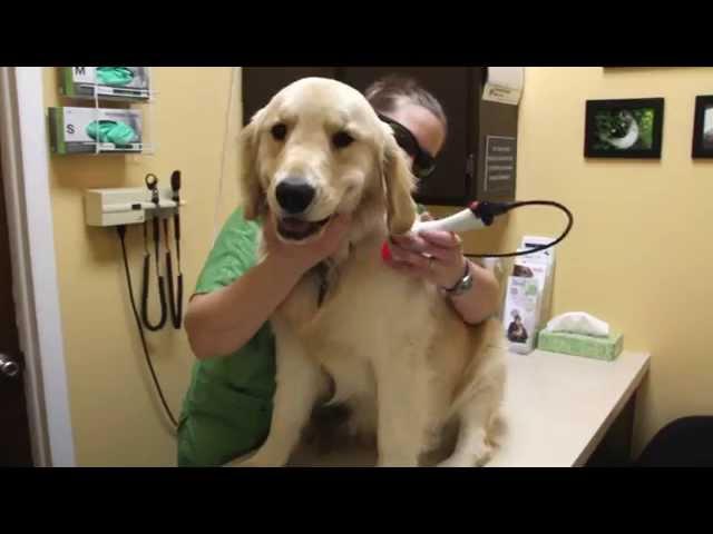 Welcome to Mulnix Animal Clinic