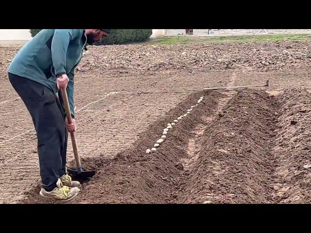 Preparing the soil for planting potatoes #farming #vegetablefarm #farmwork #farmlife #bullfarm