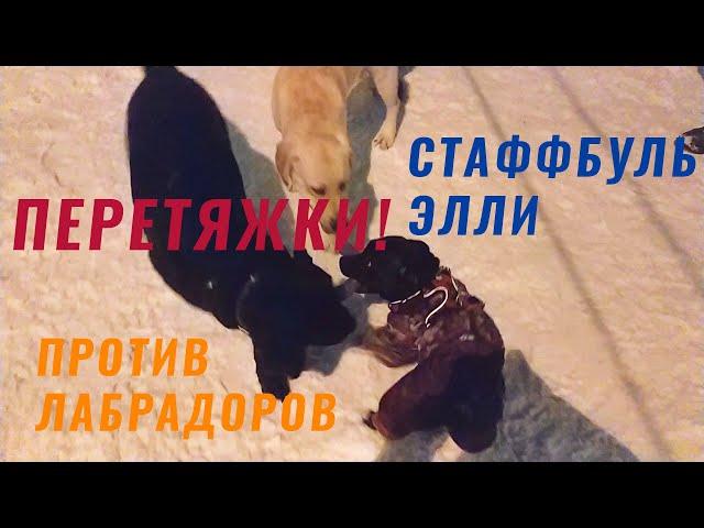 Перетяжки! Элли против лабрадоров. Стаффордширский бультерьер Элли