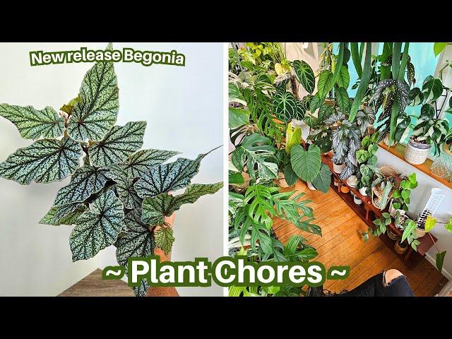 Catching up on plant chores// Repots, Pole extensions, Feed & watering