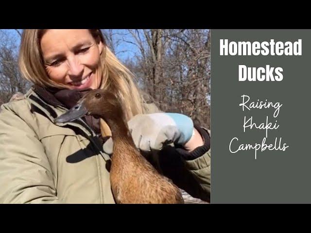 Homestead Ducks | A guide to Raising Khaki Campbells