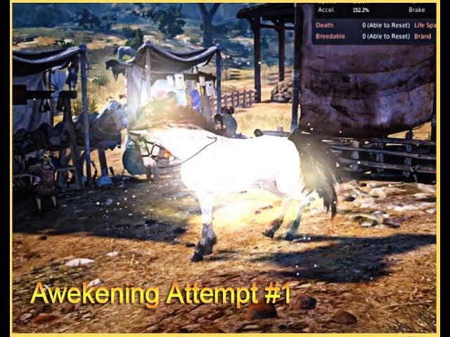 Tier 9 Dream Horse 1st Awakening Attempt - Black Desert