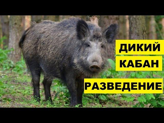 Разведение Диких Кабанов как бизнес идея