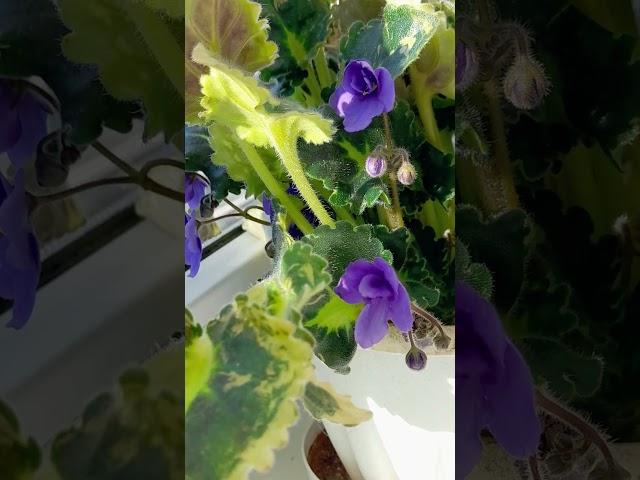 всем, кто любит наблюдать, как цветёт время #lifestylevlog #quiet #деревенскаяжизнь #flowers #цветы