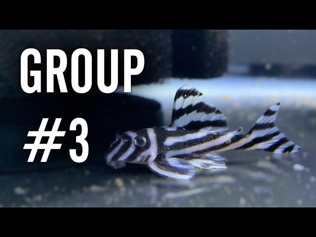 Starting Another L046 Zebra Pleco Breeding Group 