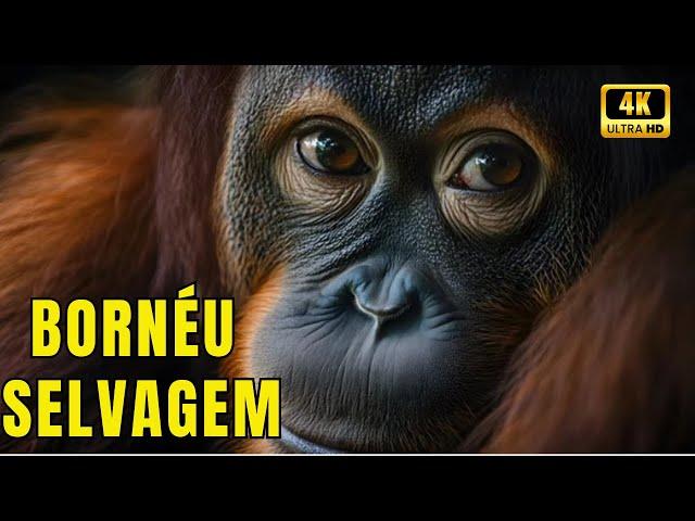 Selva de Bornéu: O Habitat dos Animais Mais Incríveis do Planeta - Malásia Selvagem Documentário