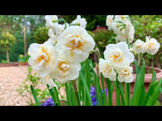 My Garden Diary | Potted Daffodils - 'Bridal Crown' and 'Yellow Cheerfulness' narcissus