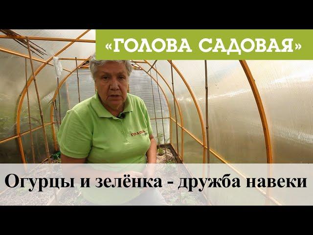 Голова садовая - Огурцы и зелёнка - дружба навеки