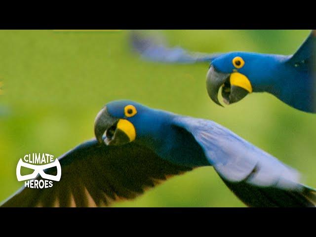 Hyacinth Macaws Run a Unique Seed-Distribution Service | Wild to Know