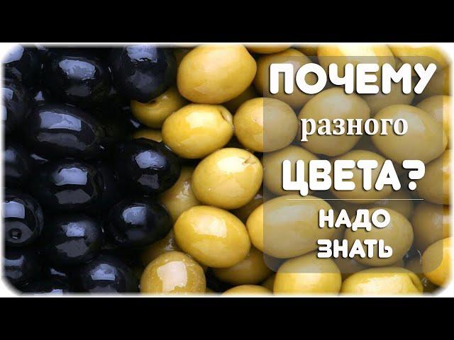 Почему оливки зеленые, а маслины черные?