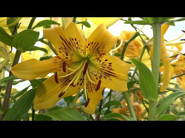 Lilium lancifolium ´Yellow Tiger´