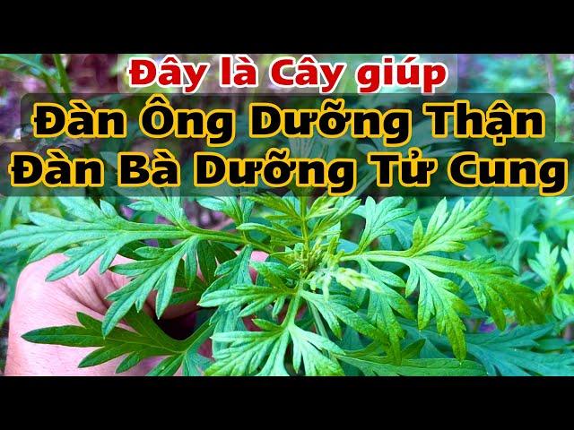 Cây Giúp Da Hồng Hào lâu Già . PHAN HẢI Channel