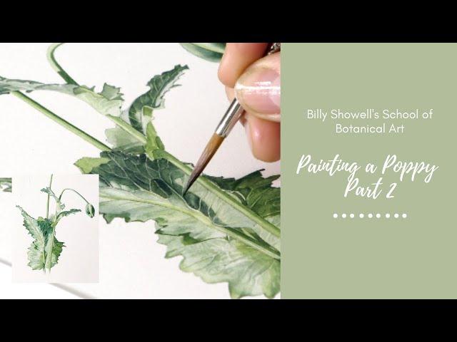 Painting a Poppy Part 2 Preview - Billy Showell's School of Botanical Art