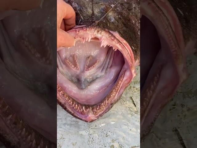 Surprise in the net. Watch the full video!!! #monkfish #shark #ocean #seafood #fishing #fish #boat