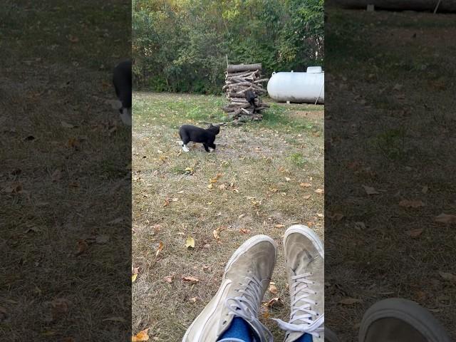 My little helpers ‍⬛ #farmcats #flowerfarm #homesteading