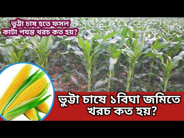 ভুট্টা চাষে ১বিঘা জমিতে খরচ কেমন হয়? | ভুট্টার খরচ ও ফলন কত হয়? | Cost & Yield in Maize Cultivation