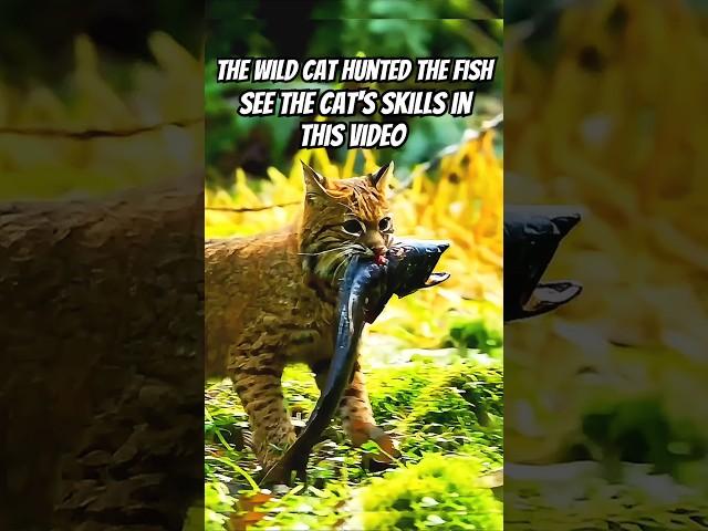 WILD Cat hunt ! #nature #cat #fishing #animals