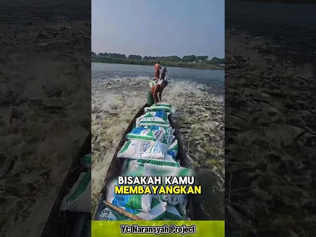 Aksi Gila di Sungai! Satu Perahu Bisa Bikin Ikan Ngamuk  #faktaunik #faktamenarik
