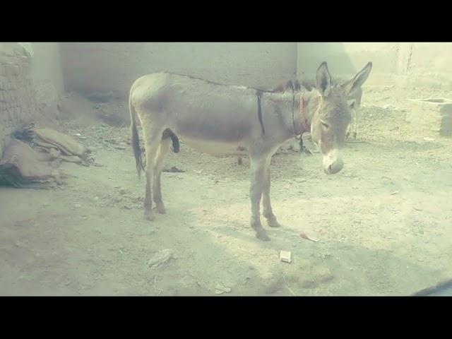 Male donkey meeting with Female donkey First time| Animal breading | Animal Meeting |