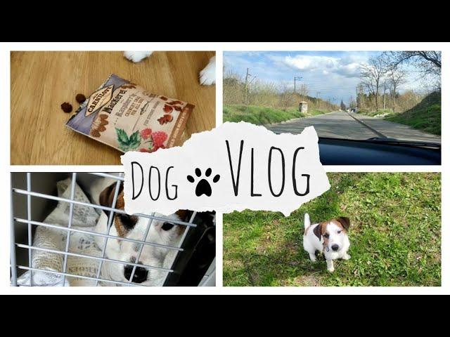 DOGVlog // Едем на дачу с собакой// Что взять собаке на дачу?// Tin i Tinka club