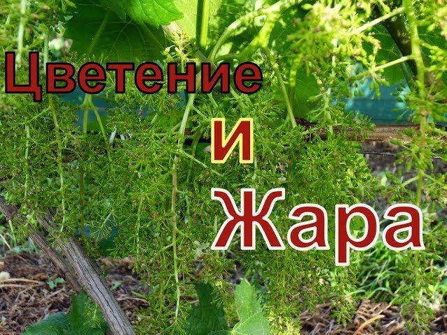 Виноград. Жара. Цветение.