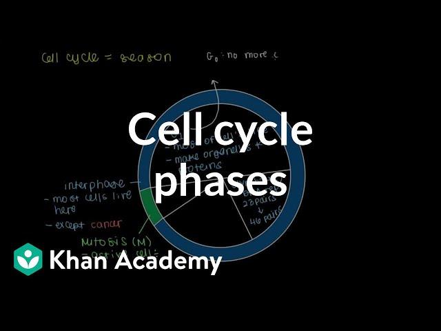 Cell cycle phases | Cells | MCAT | Khan Academy